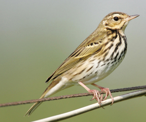 Шийхнүүхэй (Бөртөт шийхнүүхэй)